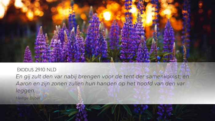 Exodus 29:10 NLD Bible Verse Image