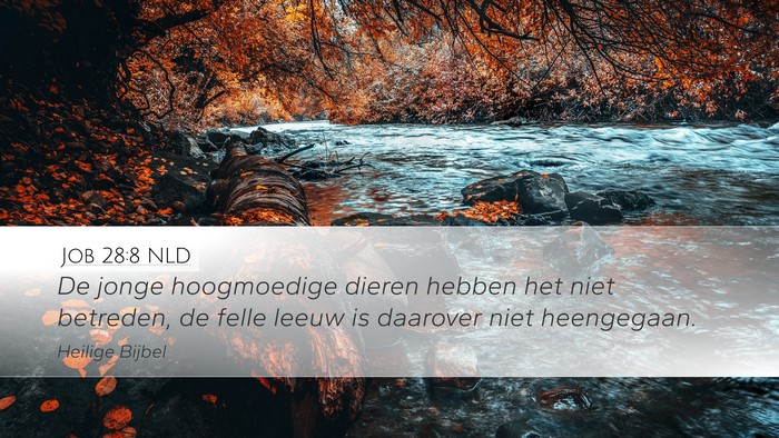 Job 28:8 NLD Desktop Wallpaper - De jonge hoogmoedige dieren hebben het niet - Desktop Bible Verse Wallpaper
