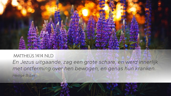 Mattheüs 14:14 NLD Bible Verse Image