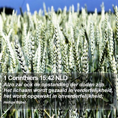 1 Corinthiërs 15:42 NLD Bible Verse Image