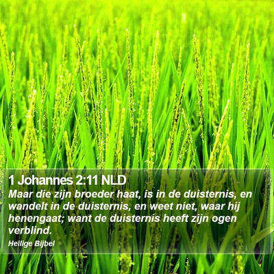 1 Johannes 2:11 NLD Bible Verse Image