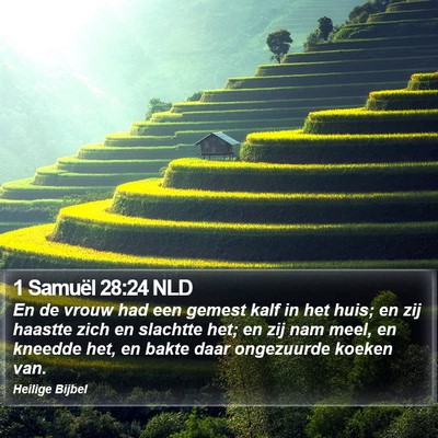 1 Samuël 28:24 NLD Bible Verse Image