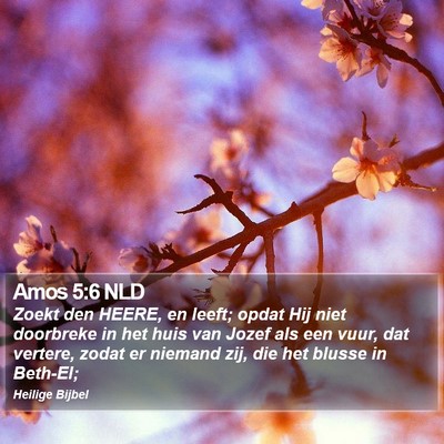 Amos 5:6 NLD Bible Verse Image