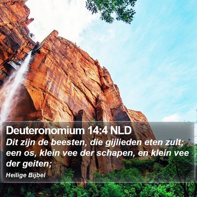 Deuteronomium 14:4 NLD Bible Verse Image