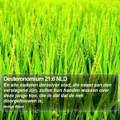 Deuteronomium 21:6 NLD Bible Verse Image