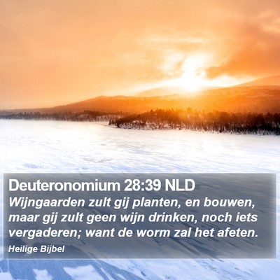 Deuteronomium 28:39 NLD Bible Verse Image