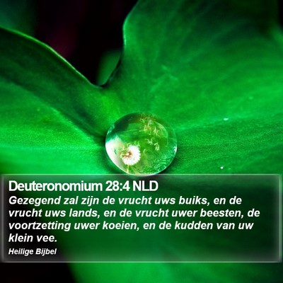 Deuteronomium 28:4 NLD Bible Verse Image