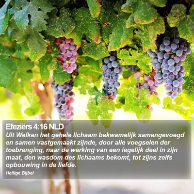 Efeziërs 4:16 NLD Bible Verse Image
