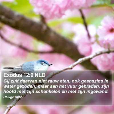 Exodus 12:9 NLD Bible Verse Image