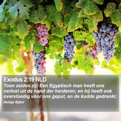 Exodus 2:19 NLD Bible Verse Image