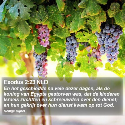 Exodus 2:23 NLD Bible Verse Image