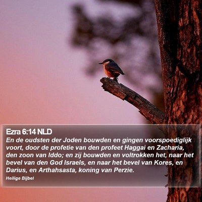 Ezra 6:14 NLD Bible Verse Image