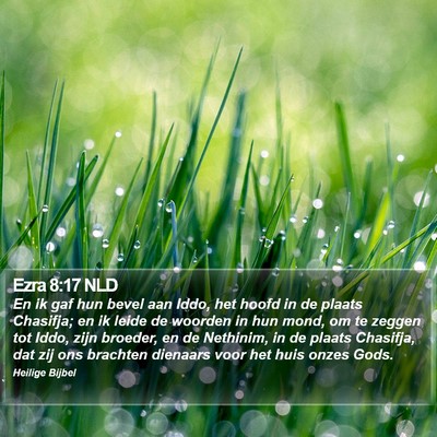 Ezra 8:17 NLD Bible Verse Image