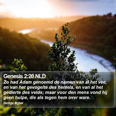 Genesis 2:20 NLD Bible Verse Image