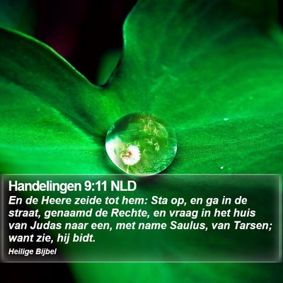 Handelingen 9:11 NLD Bible Verse Image