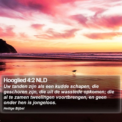 Hooglied 4:2 NLD Bible Verse Image