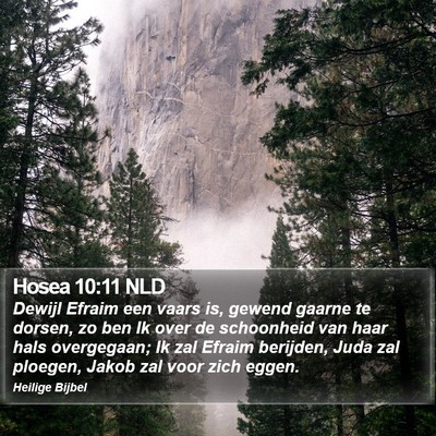 Hosea 10:11 NLD Bible Verse Image