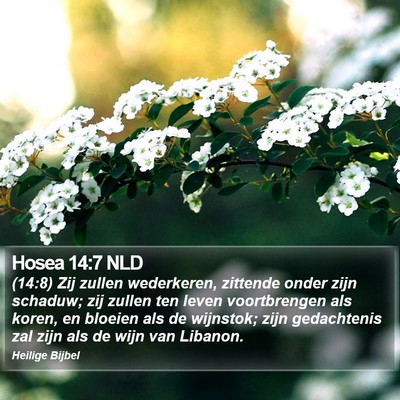Hosea 14:7 NLD Bible Verse Image