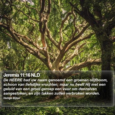 Jeremia 11:16 NLD Bible Verse Image