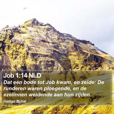 Job 1:14 NLD Bible Verse Image