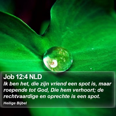 Job 12:4 NLD Bible Verse Image