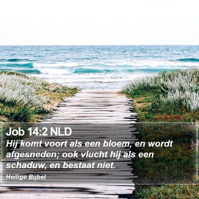 Job 14:2 NLD Bible Verse Image