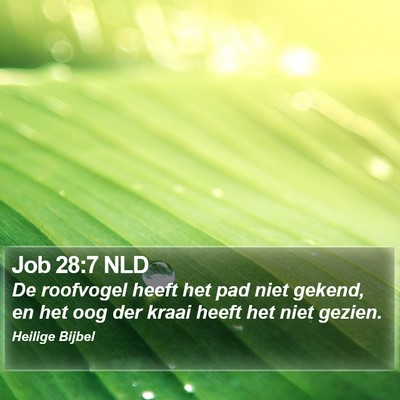 Job 28:7 NLD Bible Verse Image