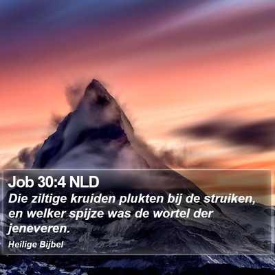 Job 30:4 NLD Bible Verse Image