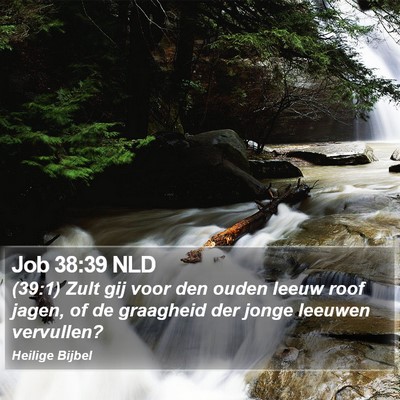 Job 38:39 NLD Bible Verse Image