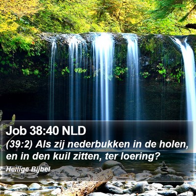 Job 38:40 NLD Bible Verse Image