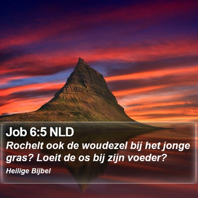 Job 6:5 NLD Bible Verse Image