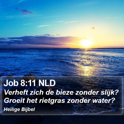 Job 8:11 NLD Bible Verse Image