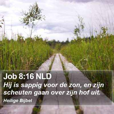 Job 8:16 NLD Bible Verse Image