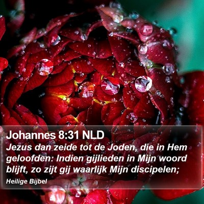 Johannes 8:31 NLD Bible Verse Image