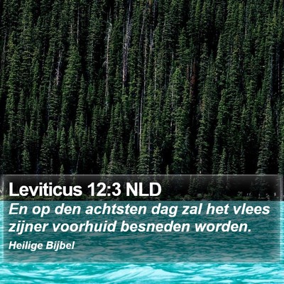 Leviticus 12:3 NLD Bible Verse Image