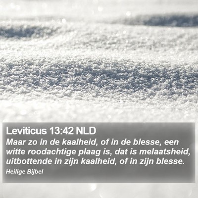 Leviticus 13:42 NLD Bible Verse Image