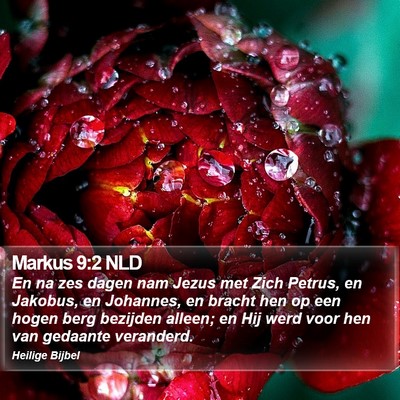 Markus 9:2 NLD Bible Verse Image