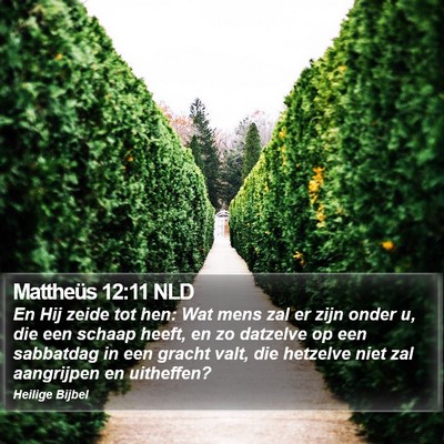 Mattheüs 12:11 NLD Bible Verse Image