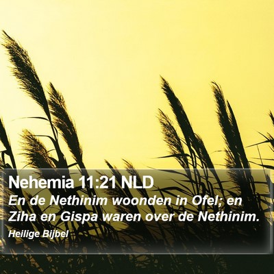 Nehemia 11:21 NLD Bible Verse Image