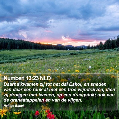 Numberi 13:23 NLD Bible Verse Image