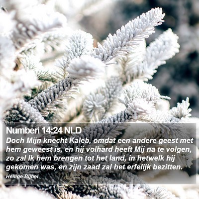 Numberi 14:24 NLD Bible Verse Image