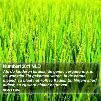 Numberi 20:1 NLD Bible Verse Image