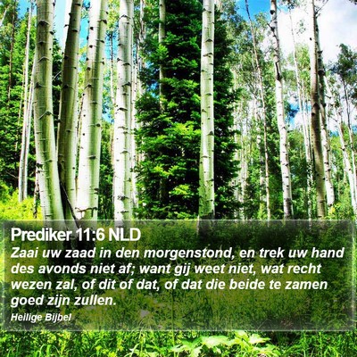 Prediker 11:6 NLD Bible Verse Image