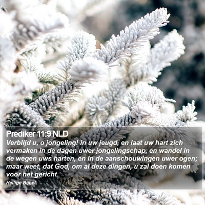 Prediker 11:9 NLD Bible Verse Image