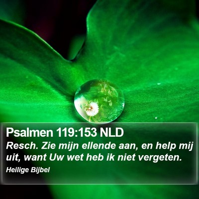 Psalmen 119:153 NLD Bible Verse Image