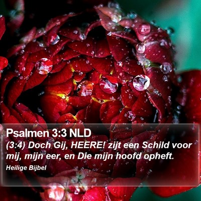 Psalmen 3:3 NLD Bible Verse Image