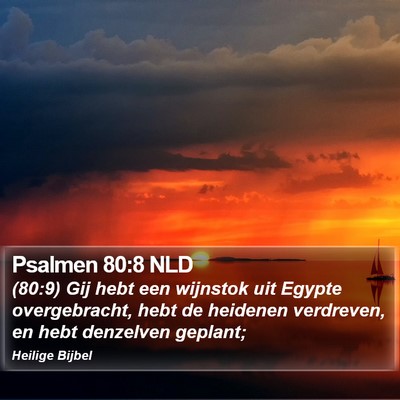 Psalmen 80:8 NLD Bible Verse Image