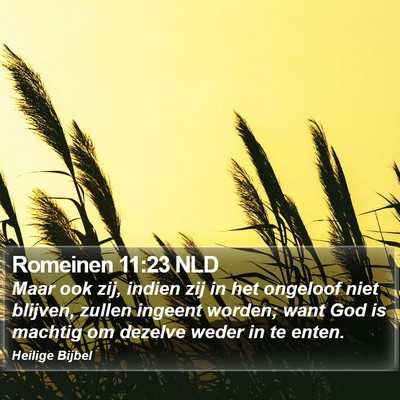 Romeinen 11:23 NLD Bible Verse Image