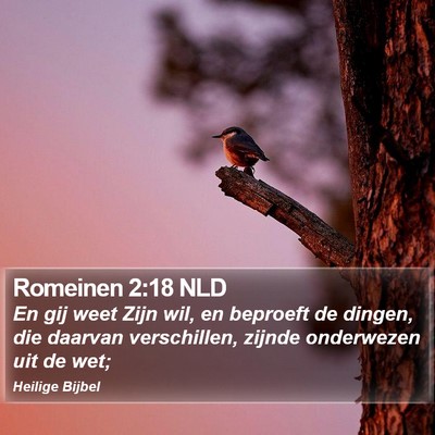 Romeinen 2:18 NLD Bible Verse Image