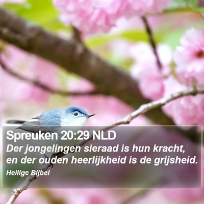 Spreuken 20:29 NLD Bible Verse Image